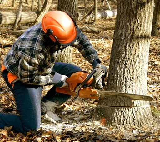 Tree Removal in Graford, TX